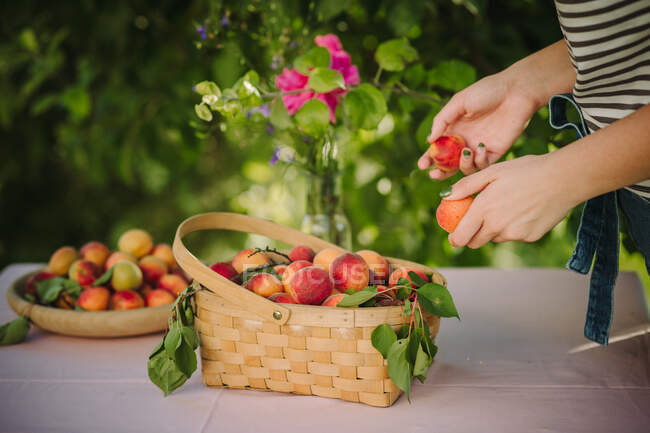 Frau steht im Garten und sucht sich eine Aprikose aus einem Korb, Serbien — Stockfoto