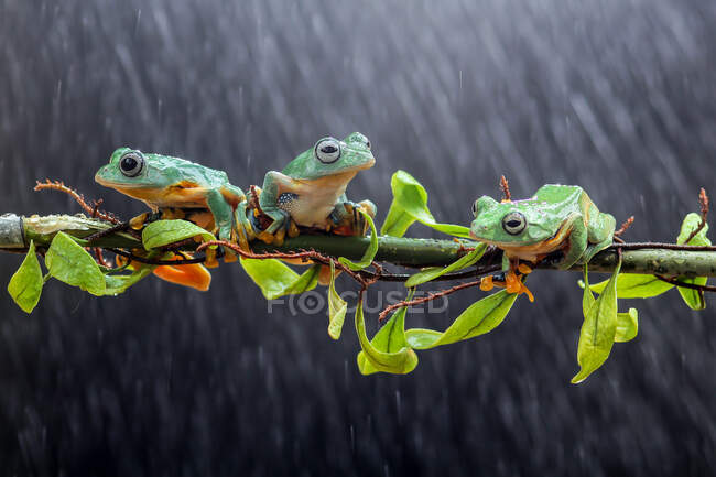 Three Wallace's flying frogs on a branch, Indonesia — Stock Photo