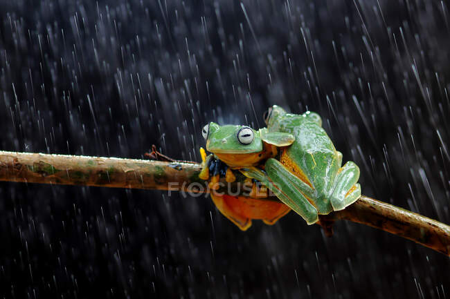 Dos ranas voladoras de Wallace en una rama, Indonesia - foto de stock