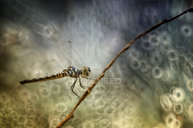Close-up de uma libélula em um galho, Indonésia — Fotografia de Stock