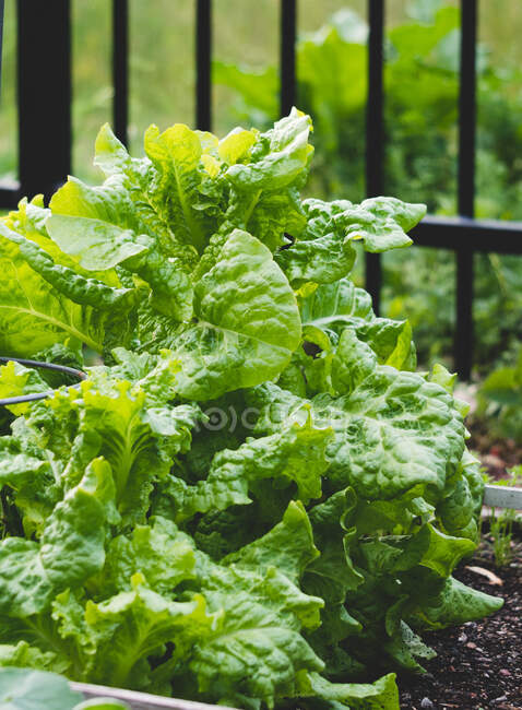 Primo piano della lattuga che cresce in un giardino — Foto stock