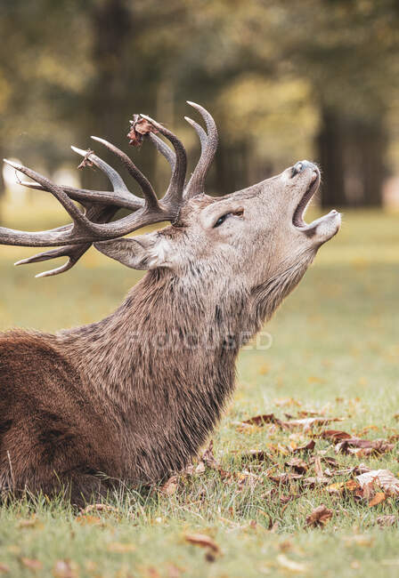 Stag roaring in Bushy Park, Richmond-Upon-Thames, London, United Kingdom — Stock Photo