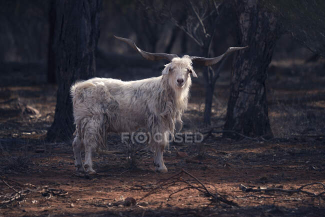 Capra maschio adulta selvatica nell'entroterra, Australia — Foto stock