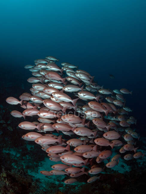 Escola de peixes nadando no oceano, Raja Ampat, Papua Ocidental, Indonésia — Fotografia de Stock