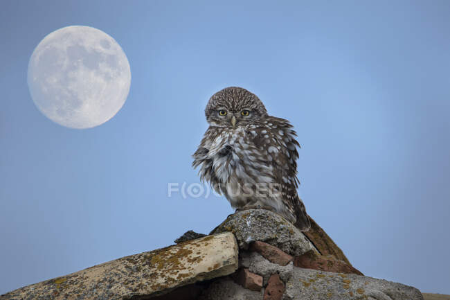Gufo seduto sulle rocce sotto la luna, Spagna — Foto stock