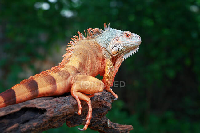 Portrait of an iguana on a branch, Indonesia — Stock Photo
