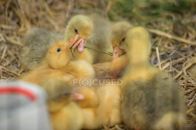 Primer plano de los polluelos comiendo un pedazo de hierba - foto de stock