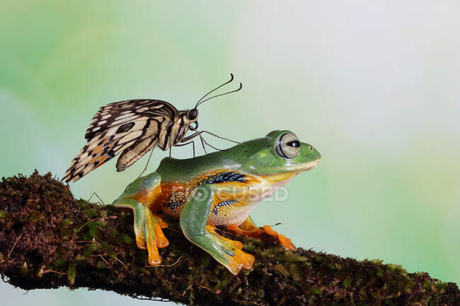 Butterfly on the back of a flying frog, Indonesia — Stock Photo