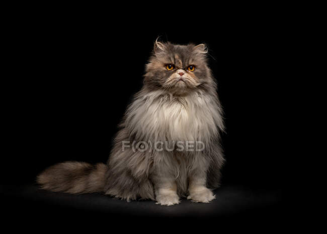 Retrato de un gato esponjoso - foto de stock
