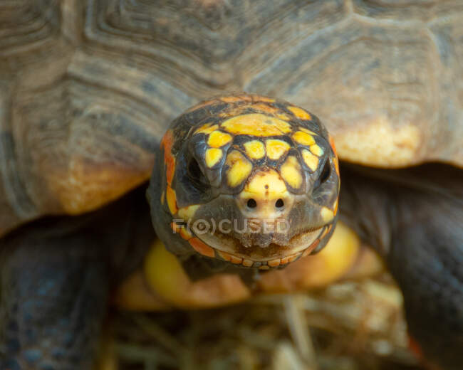 Close-up de uma tartaruga, Canadá — Fotografia de Stock