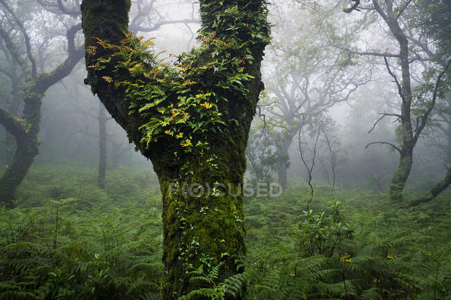 Розміщення дерева в туманному лісі, Таріфа, Кадіс, Андалусія, Іспанія. — стокове фото
