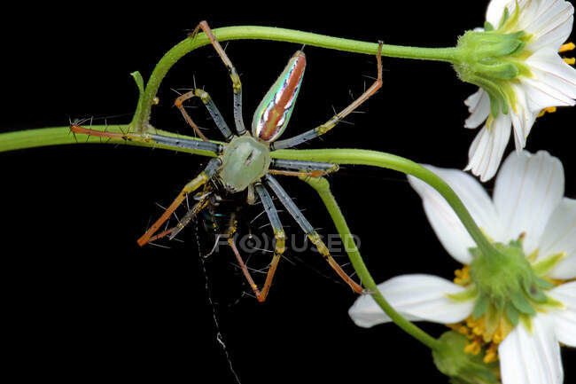 Araña saltando sobre una flor comiendo un insecto, Indonesia - foto de stock