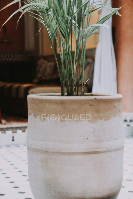 Nahaufnahme einer Keramikpflanze, die in einem Pflanzentopf wächst — Stockfoto
