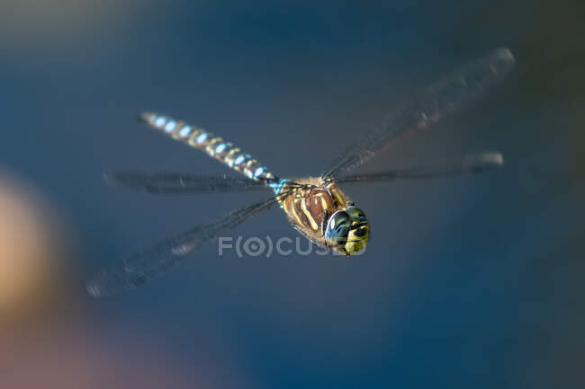 Dragonfly in flight, British Columbia, Canada — Stock Photo
