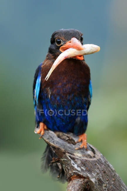 Kingfisher on branch carrying fish in mouth, Indonesia — Stock Photo