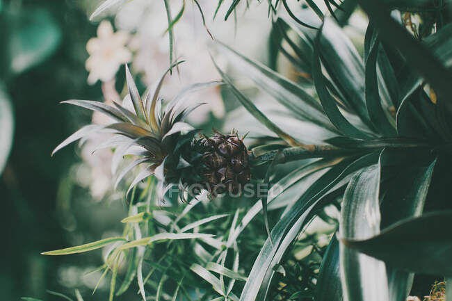 Primo piano della pianta tropicale dell'ananas — Foto stock