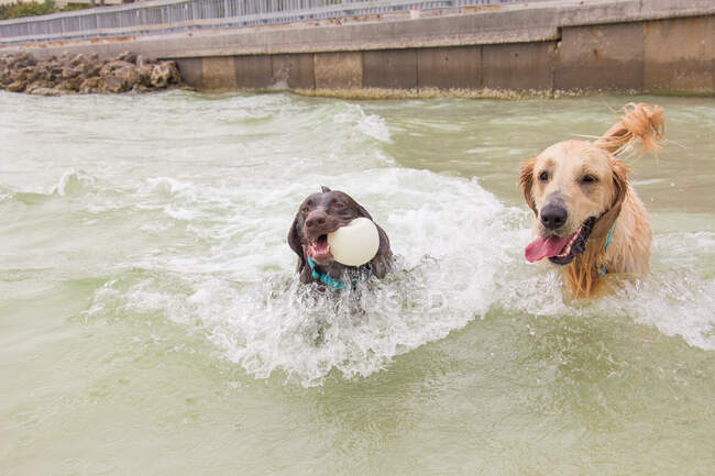 Dos perros jugando en el océano, Estados Unidos - foto de stock