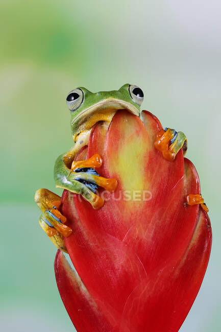 Летюча жаба (rachophorus reinwardtii) на квітковому буделі (Індонезія). — стокове фото