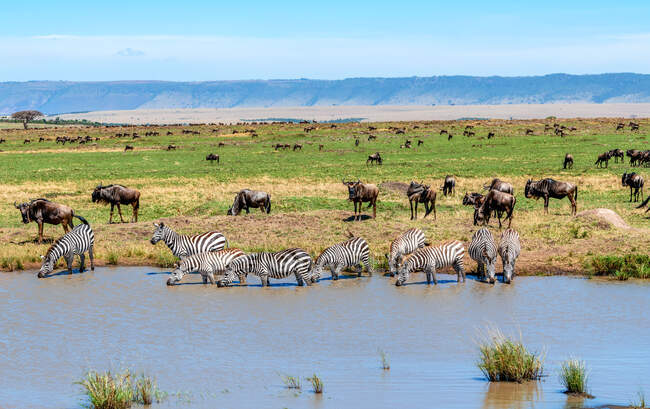 Zebra and wildebeest standing by a river, Kenya — Stock Photo
