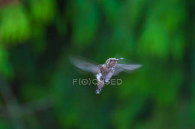 Annas Kolibri im Flug, Vancouver, British Columbia, Kanada — Stockfoto