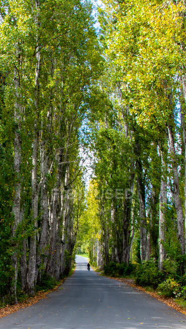 Rear view of a person cycling along a treelined road, Vancouver Island, British Columbia, Canada — Stock Photo