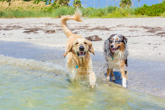 Golden retriever and Australia Shepherd dogs running into the ocean, United States — Stock Photo