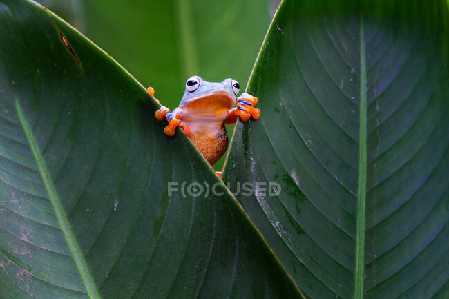 Wallaces fliegender Frosch auf einem Blatt, Indonesien — Stockfoto
