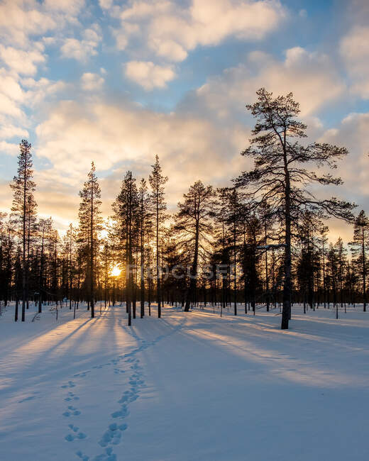 Huellas en un bosque de invierno al atardecer, Laponia, Finlandia - foto de stock