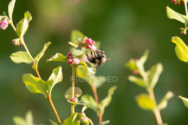 Bee on a flower, Vancouver Island, British Columbia, Canada — Stock Photo