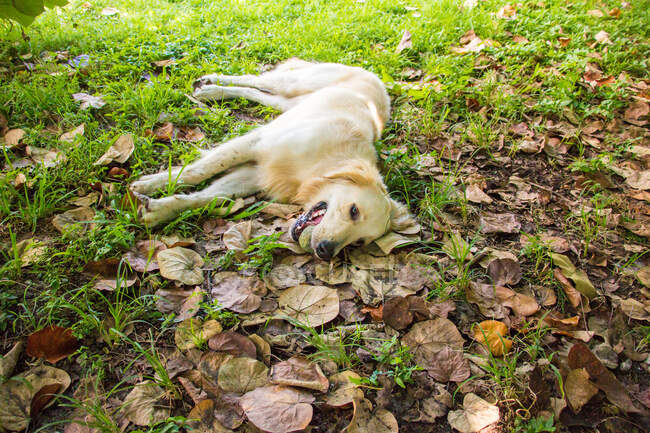 Золотая собака-ретривер с мячом во рту, лежащим на траве, США — стоковое фото