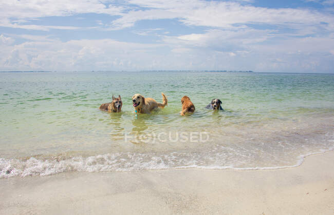 Quatro cães brincando no oceano, Estados Unidos — Fotografia de Stock