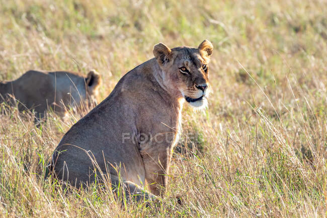 Due leoni femmine sedute nel cespuglio, Masai Mara, Kenya — Foto stock