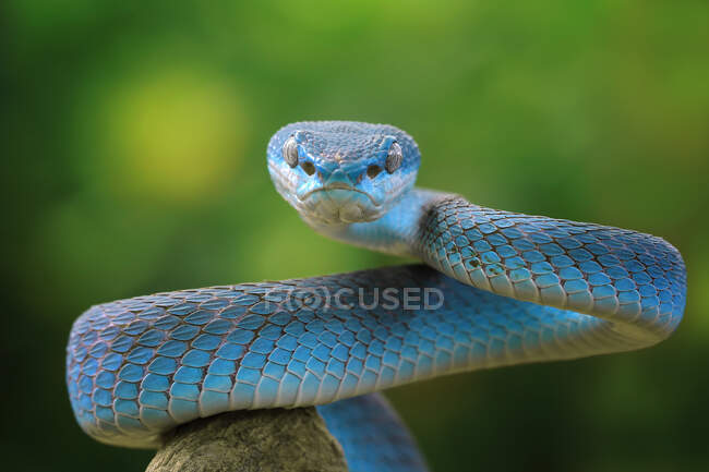 Primer plano de una serpiente víbora azul (Trimeresurus Insularis) en una rama, Indonesia - foto de stock