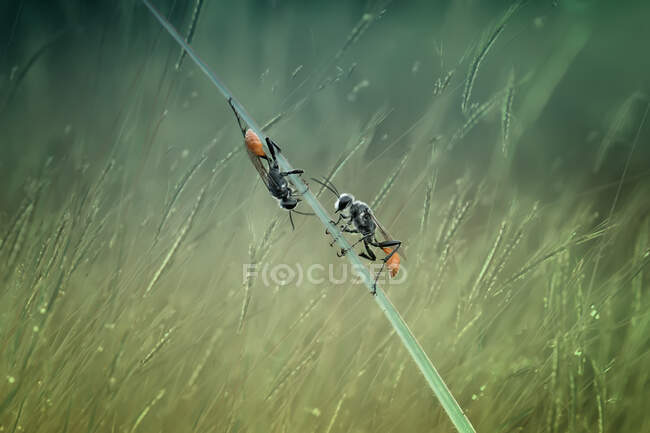 Dos insectos en una hoja de hierba, Indonesia - foto de stock