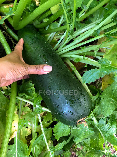 Mano della donna che raggiunge per una zucchina in un orto — Foto stock