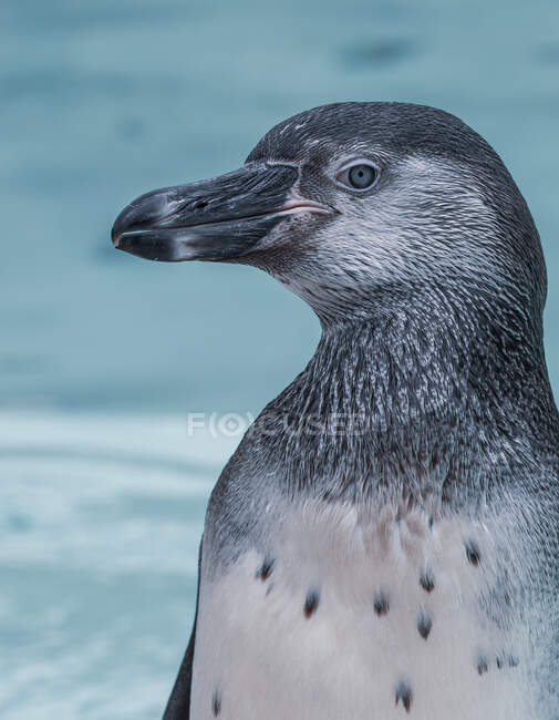 Retrato de um pinguim, Inglaterra, Reino Unido — Fotografia de Stock