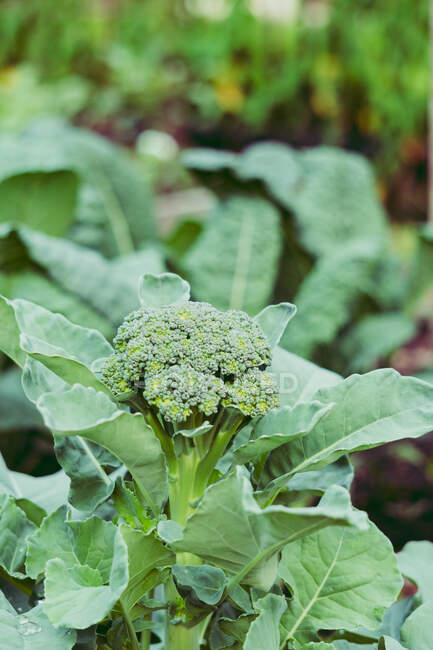 Großaufnahme von Brokkoli, der in einem Garten wächst — Stockfoto