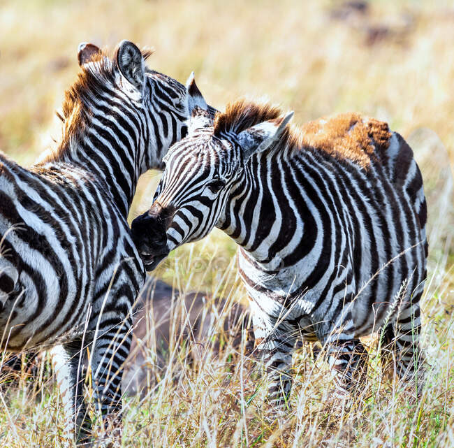 Due zebre che si preparano a vicenda, Masai Mara, Kenya — Foto stock