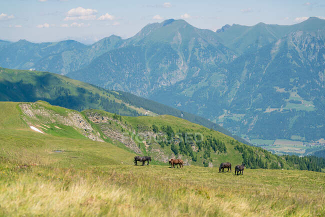 Cavalli selvatici nelle Alpi austriache, Salisburgo, Austria — Foto stock