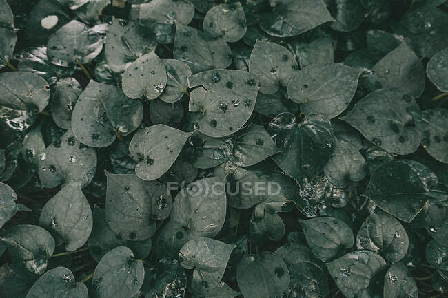 Nahaufnahme von Blättern, die mit Wassertropfen bedeckt sind — Stockfoto