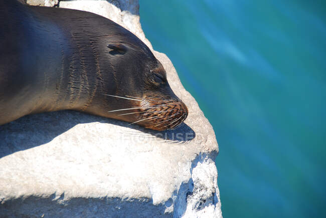 Sea lion sleeping on a rock, Galapagos Islands, Ecuador — Stock Photo