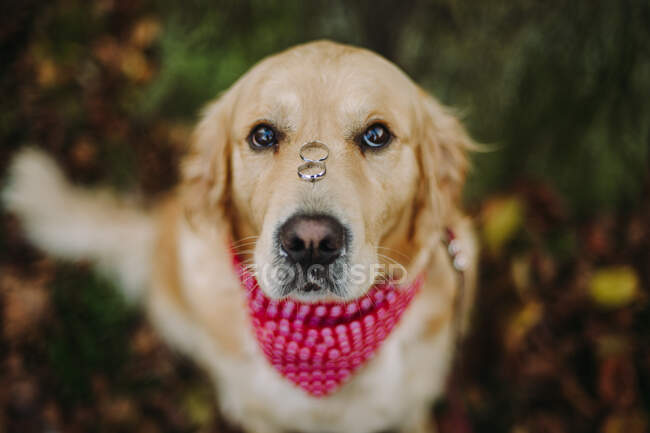 Retrato de un perro labrador con dos anillos de boda en la nariz - foto de stock