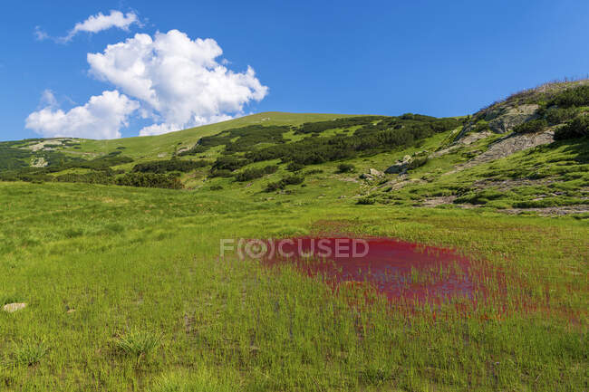 Червоний ставок водоростей у динаричних Альпах, боснотах і герцеговіні. — стокове фото