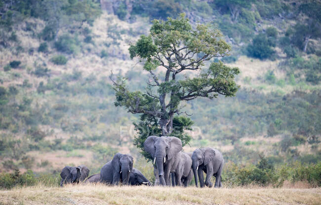 Manada de elefantes en el monte, Sudáfrica - foto de stock