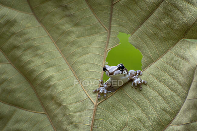 Молочная лягушка Amazon, выглядывающая через дыру в листе, Индонезия — стоковое фото