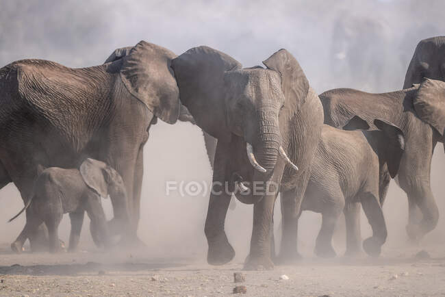Giovane toro che mostra il suo dominio tra la mandria, Sud Africa — Foto stock