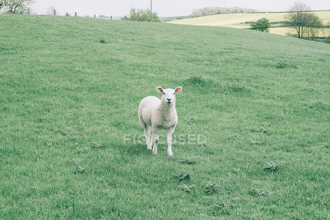 Agnello in piedi in un campo — Foto stock