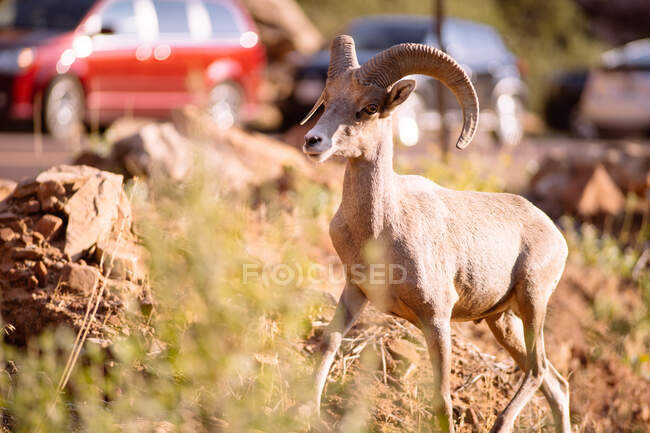 Desert Bighorn Ram by a Car Filled Road, Zion National Park, Utah, United States — Stock Photo