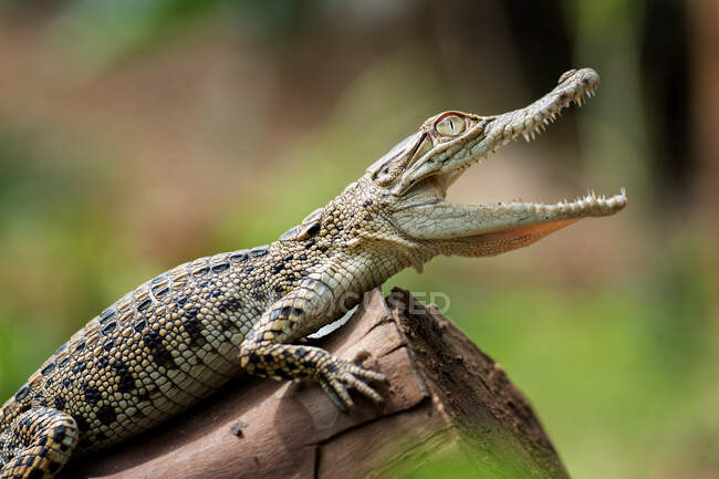 Соленый крокодил на бревне, Индонезия — стоковое фото