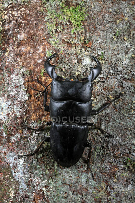 Primer plano de un escarabajo Longhorn en un árbol, Indonesia - foto de stock